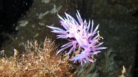 320 Flabelline mauve (Flabellina affinis)